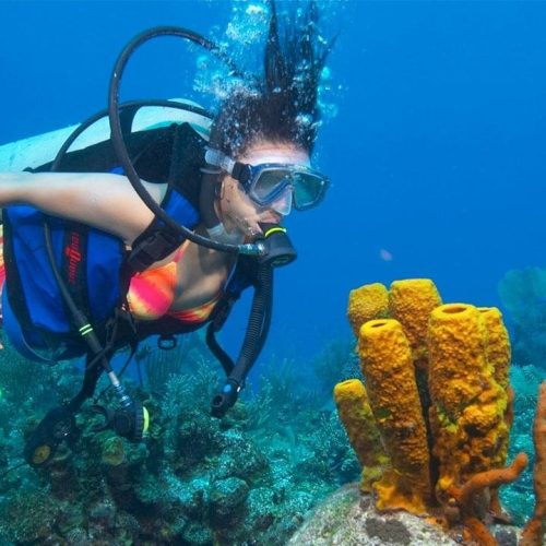 scuba diving in goa